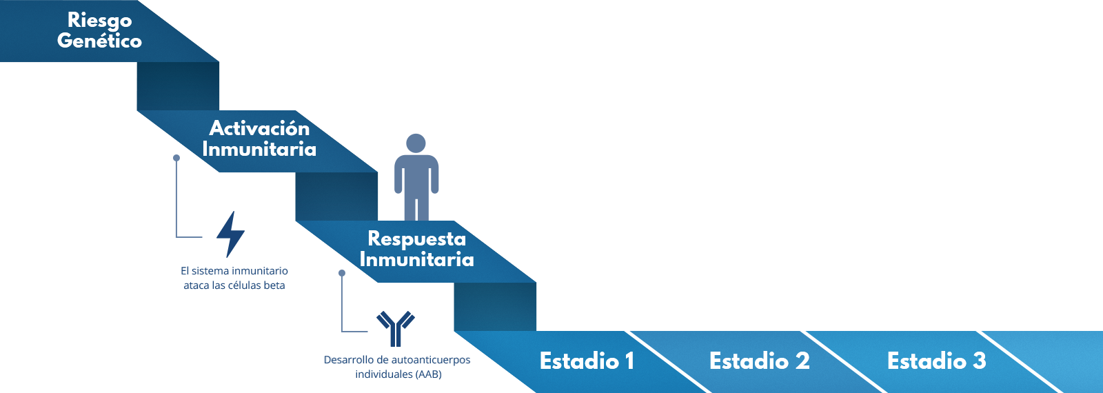 Los estadios de la diabetes tipo 1 se muestran en progresión en una cinta