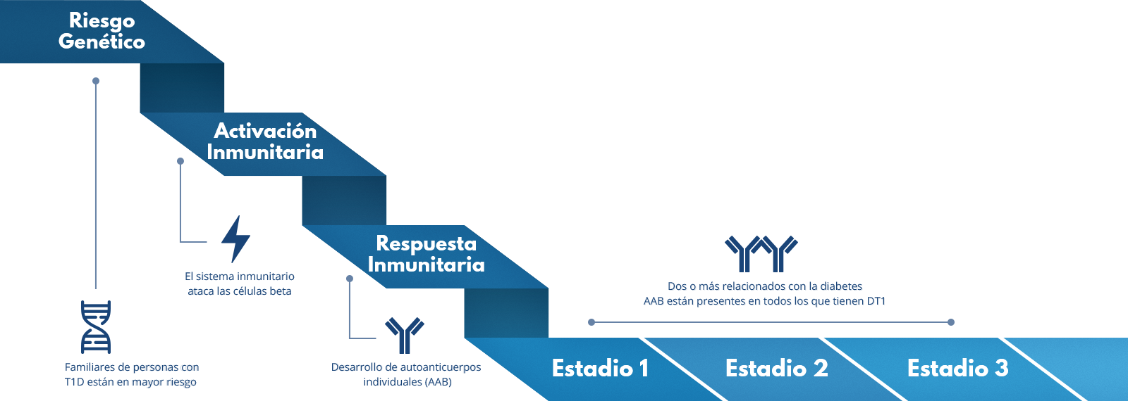 The states of Type 1 Diabetes show in progression on a ribbon