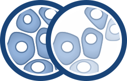 Layered illustrations of cells with the bottom showing more cells, and the top showing less cells